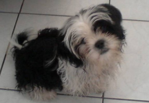 My querido cachorito,mi hermosura